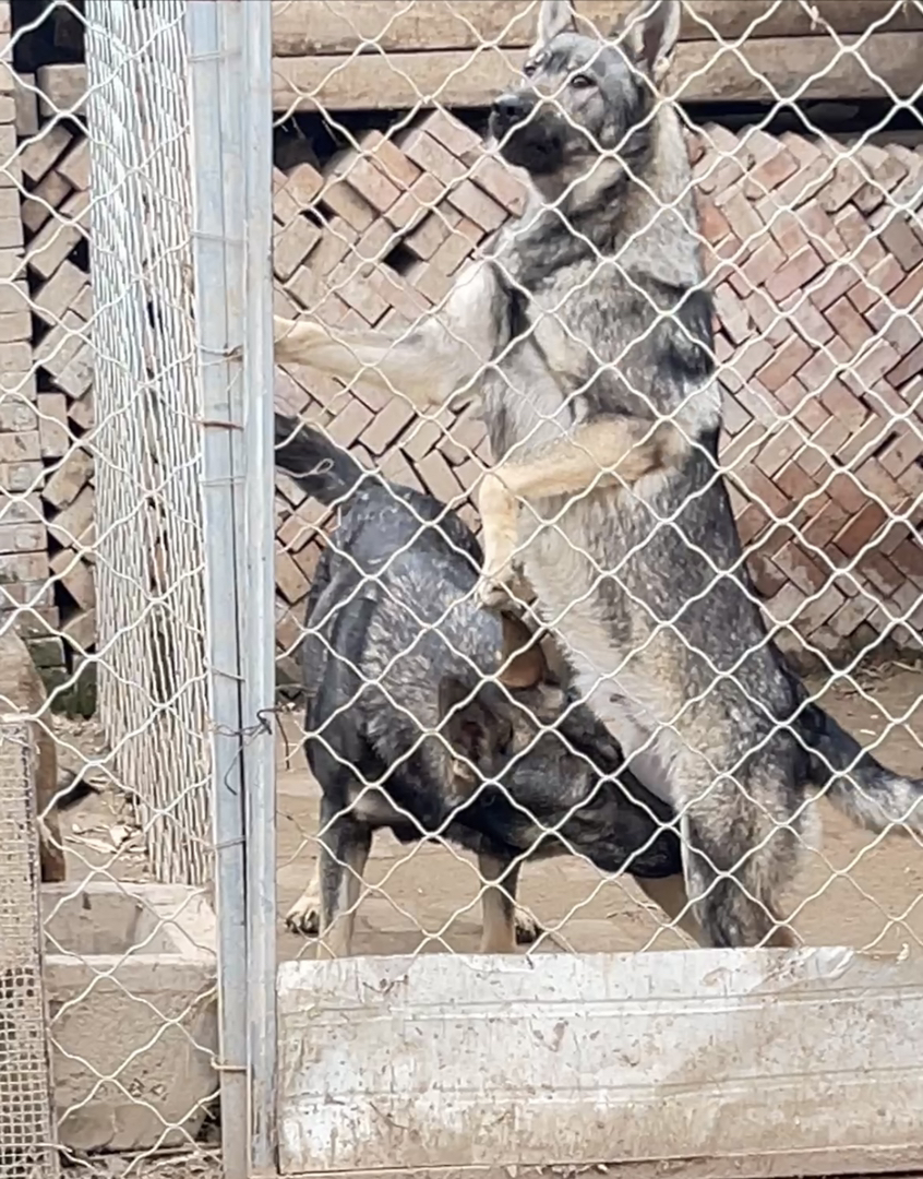 精品昆明犬，双脊背、大骨架、动力欲望强。