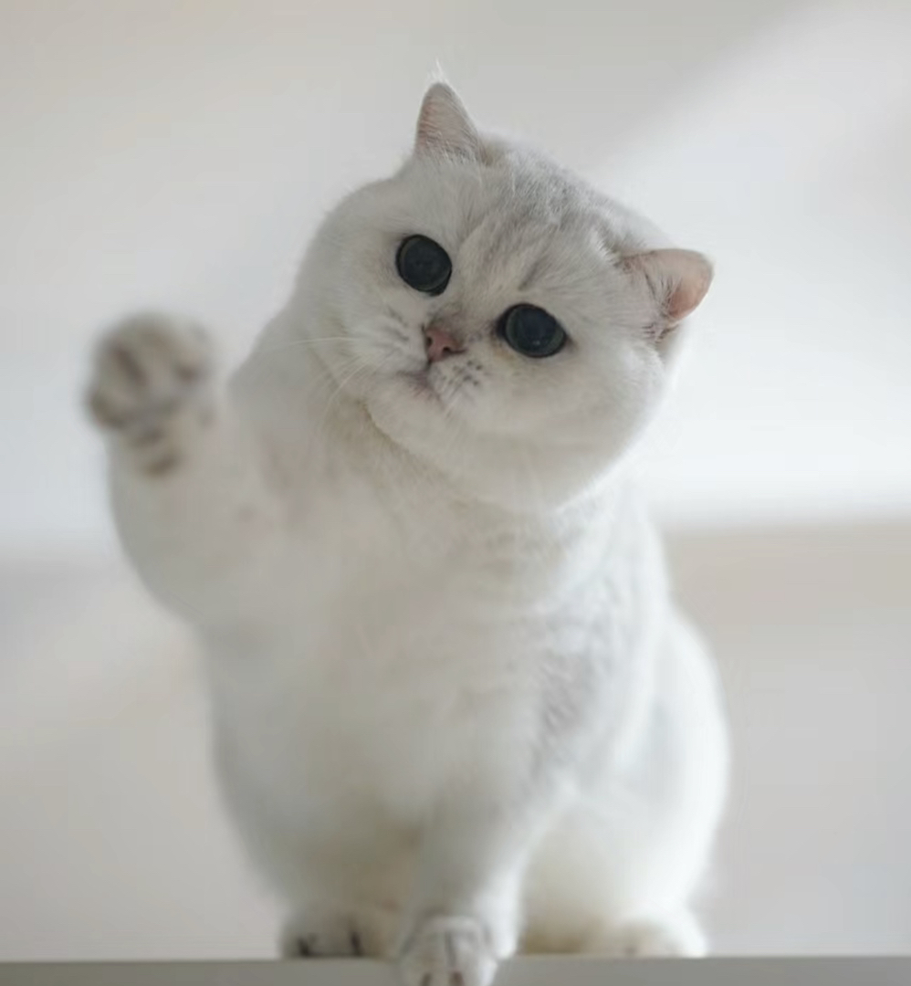 高端网红大胖脸🌸英短猫咪🌸银渐层猫咪