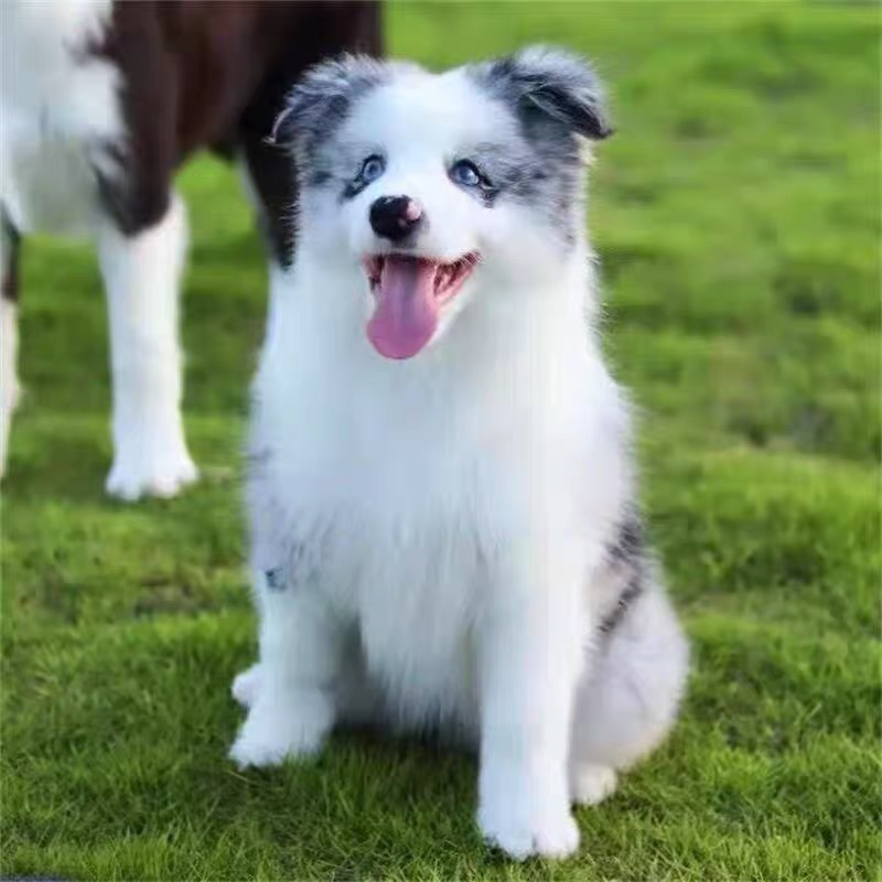 双蓝眼七白三通陨石色边牧❤️❤️❤️❤️❤️❤️❤️❤️❤️❤️❤️