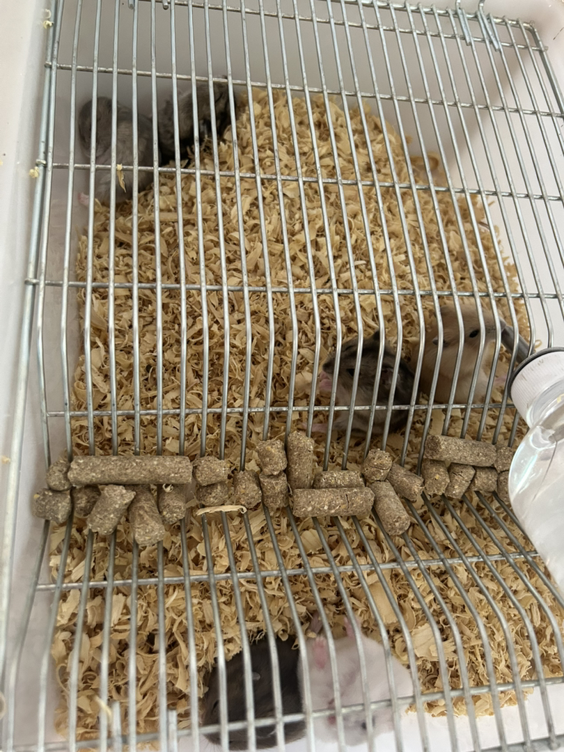 小白鼠