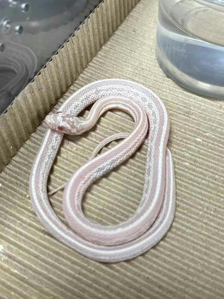 特价 雪显 8克疫苗已打