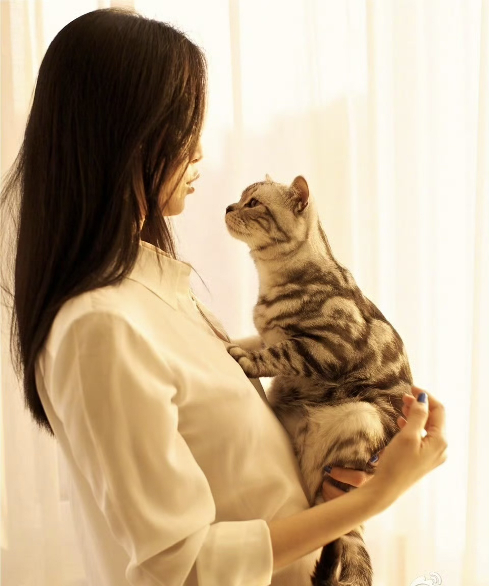 西安虎斑小猫小女孩