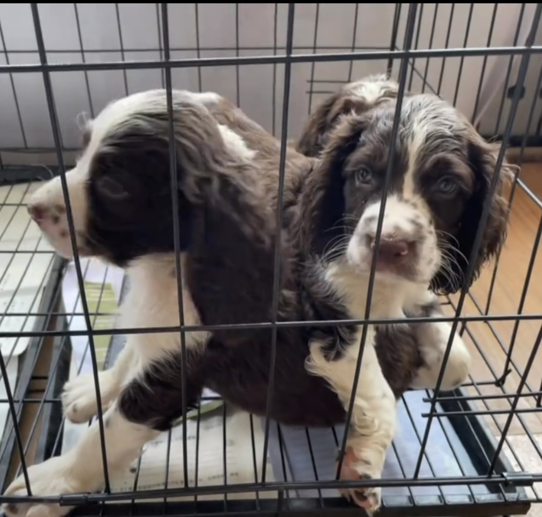 纯种史宾格幼犬 3个月左右 三针疫苗以打齐