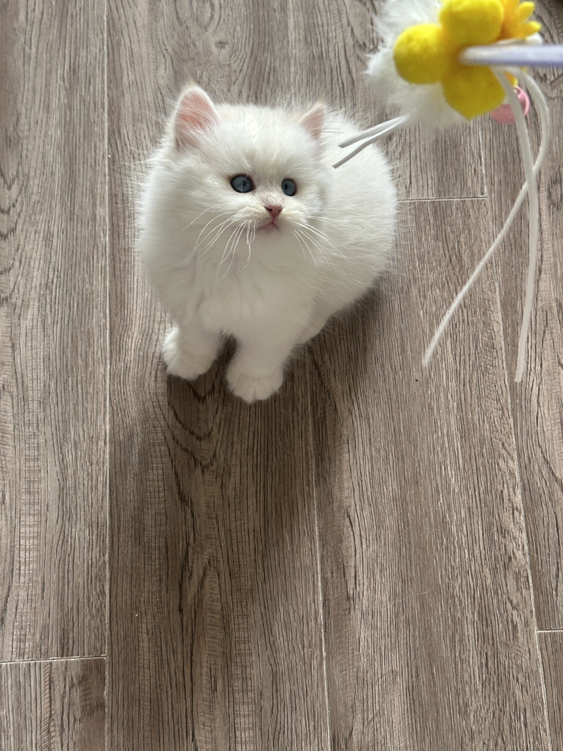 长毛金加白，长毛金点，都是正常脚，都非常可爱😻