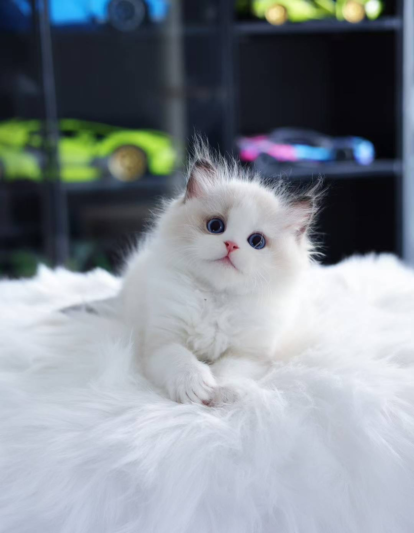 甜美布偶猫,蓝眼长毛颜值高,温柔粘人,养猫首选