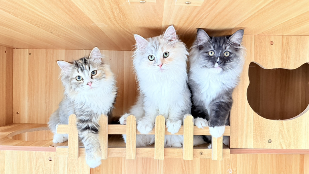 乳白长毛三花像一副水墨画，很温柔极难遇 爆毛后就拥有了一只傲娇的小仙女喵