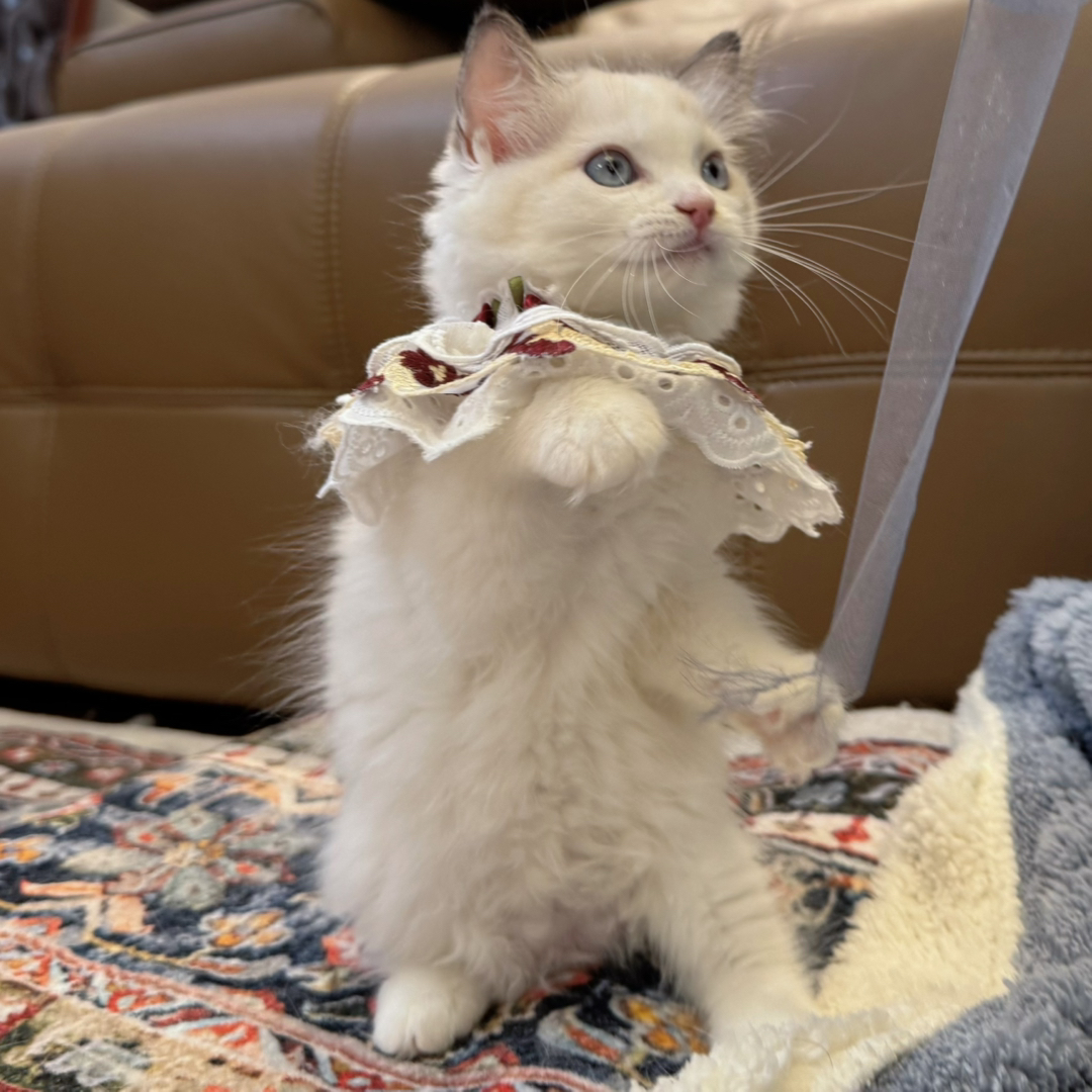 海双布偶猫，猫耳满背，白围脖杭州可上门挑选