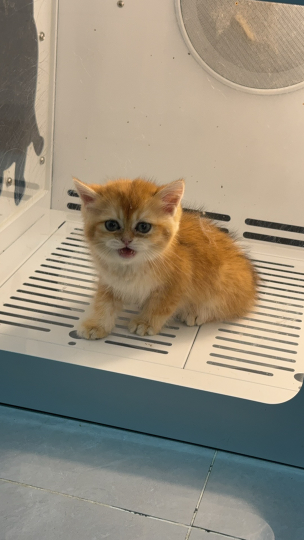 金渐层小猫，颜值爆表，毛发柔软，温顺亲人的可爱萌宠