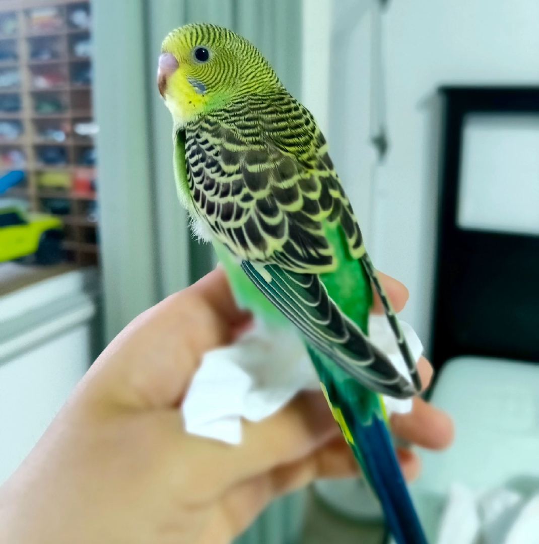 虎皮鹦鹉颜色可选包邮包活包风险好养适合新手