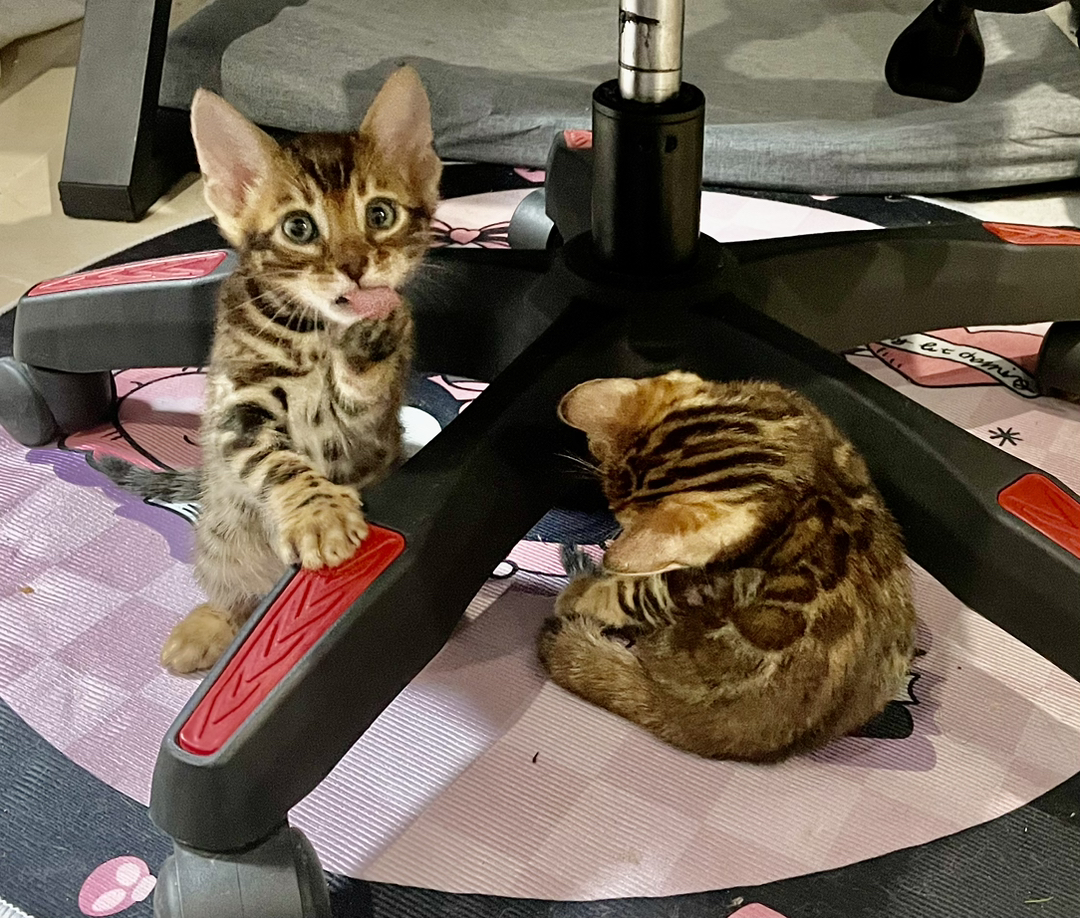孟加拉豹猫