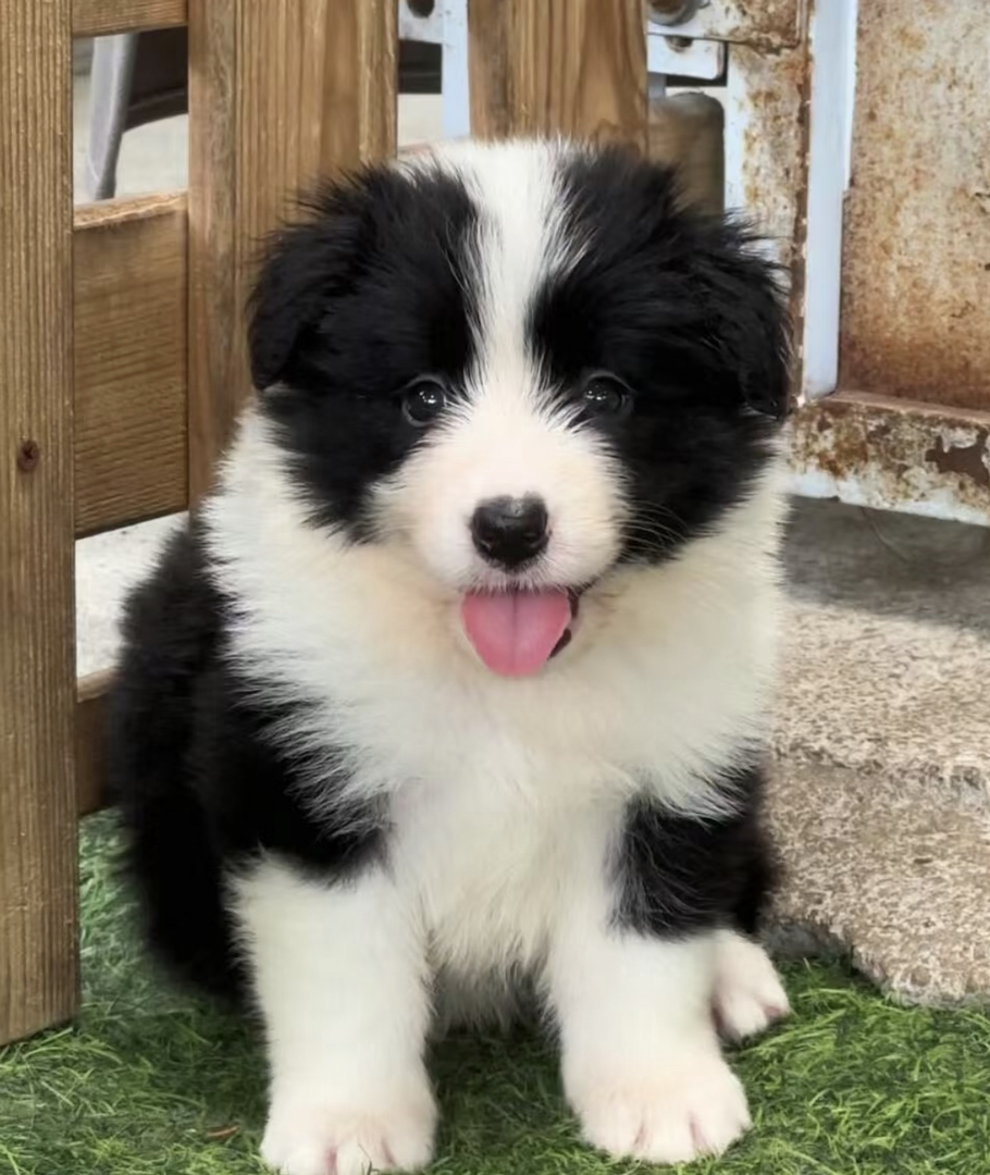 双血统边境牧羊犬❤️平台推荐