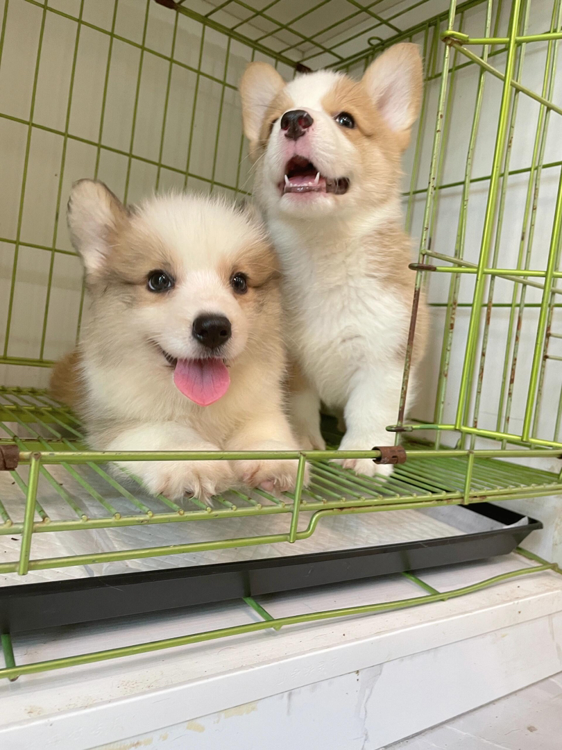 可爱柯基幼犬,短腿萌态十足,性格温顺,居家好伴侣