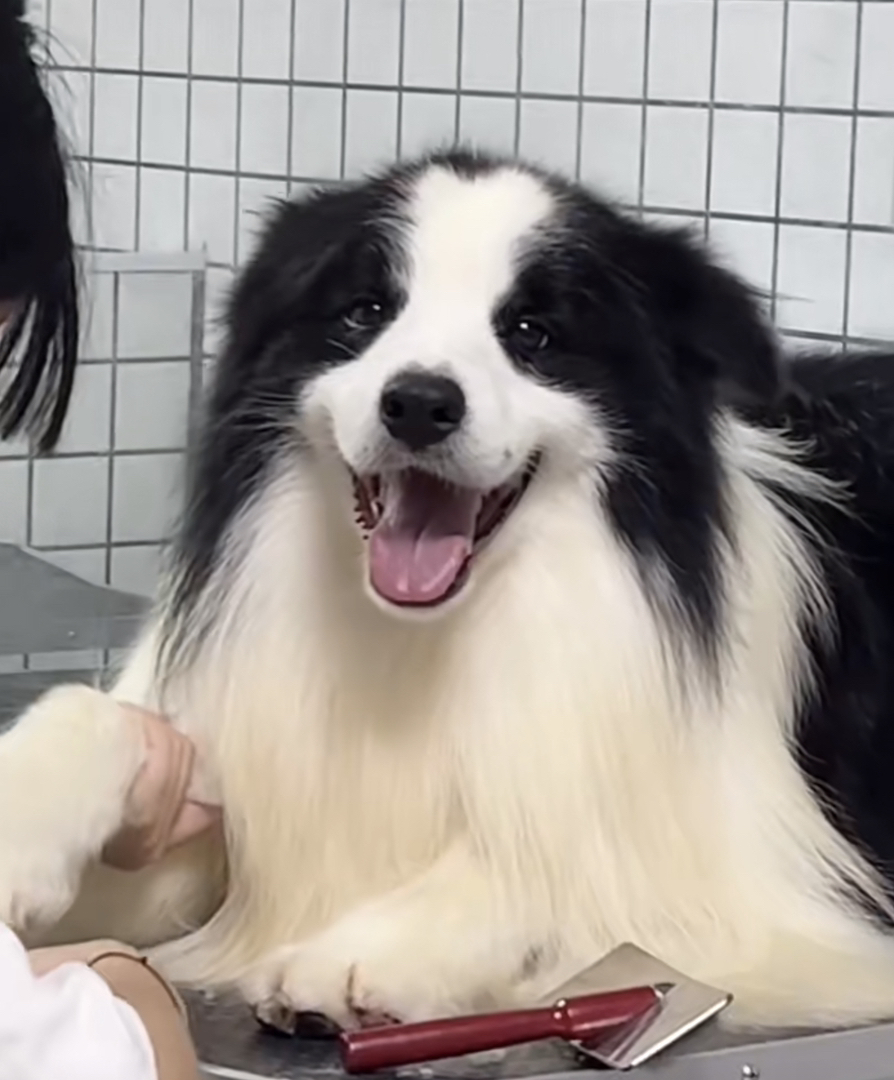 双血统边境牧羊犬❤️平台推荐❤️高端品质