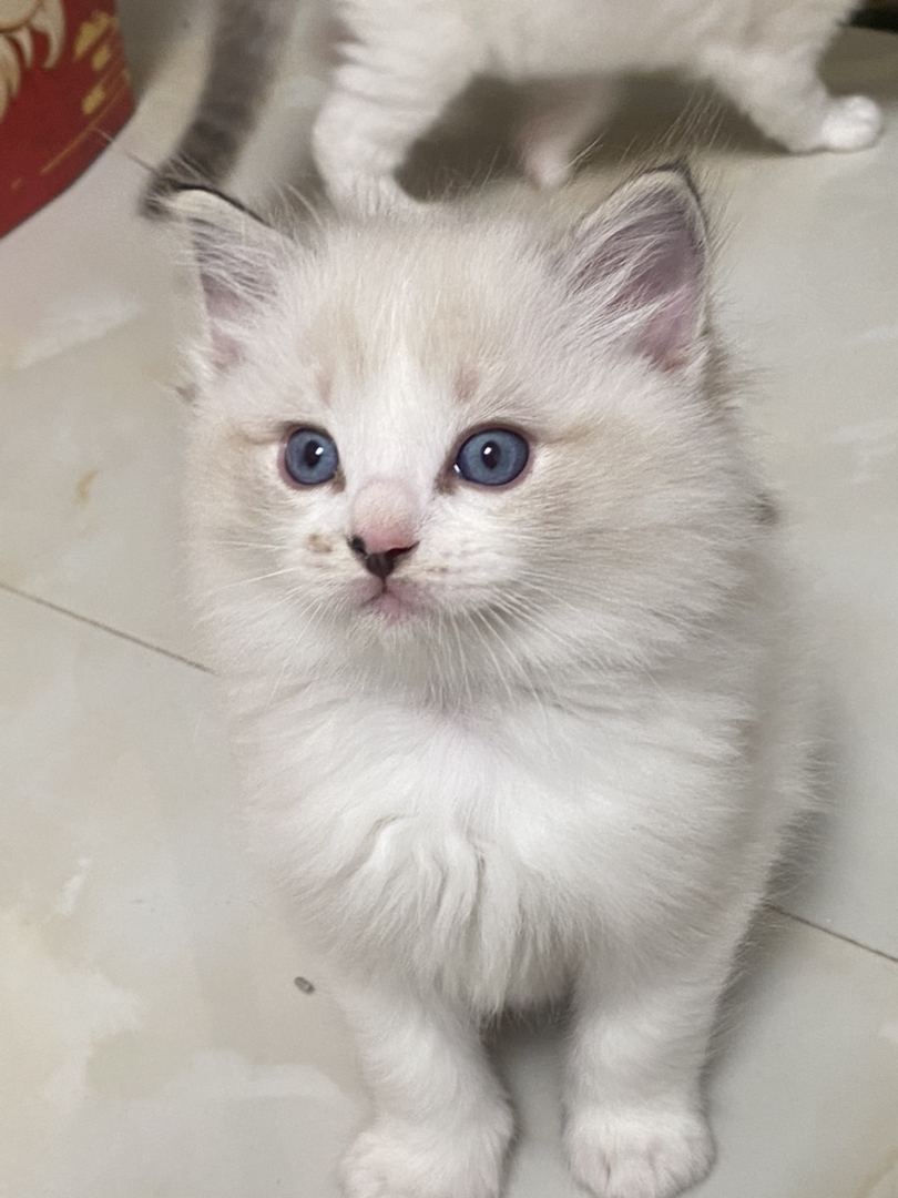 一个半月小猫，一母四公，自主进食，活泼可爱，潍坊自提，可视频或上门看猫
