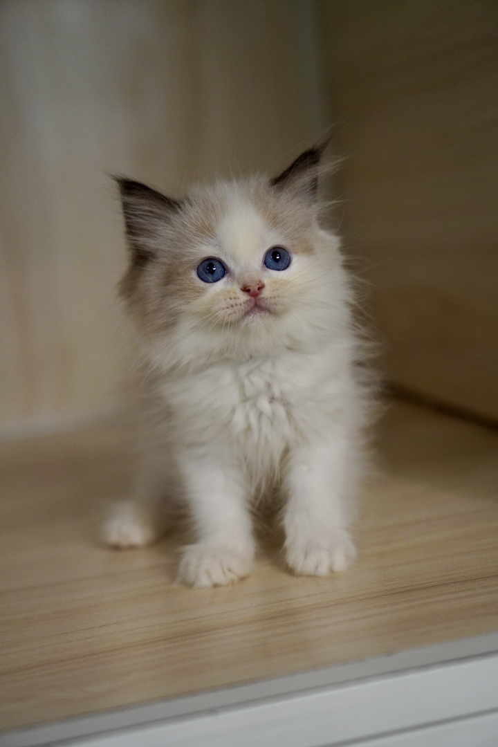 布偶猫幼崽，蓝眼白毛颜值高，温顺乖巧，绝佳陪伴