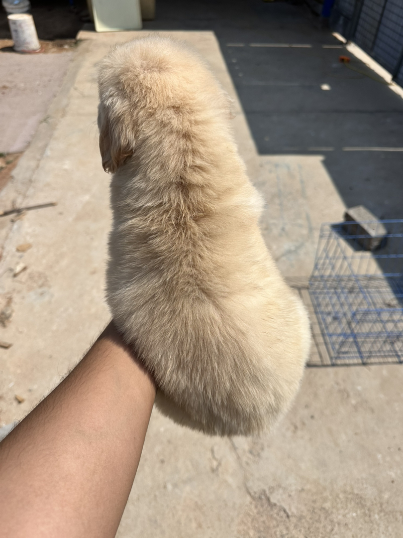金毛