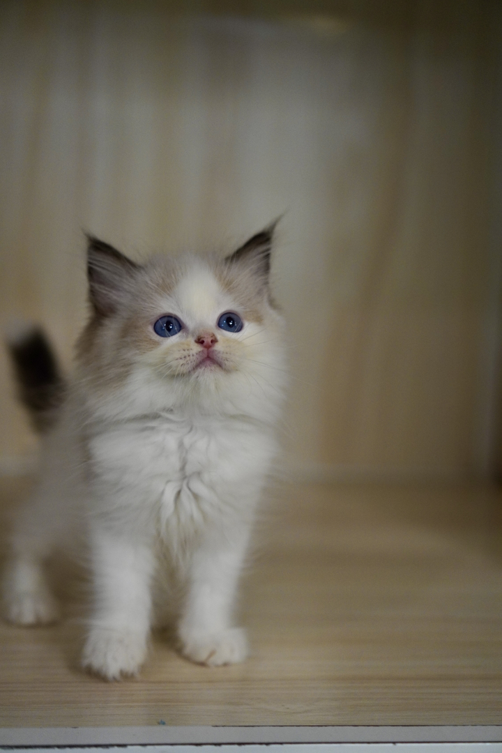 布偶猫幼崽，蓝眼白毛颜值高，温顺乖巧，绝佳陪伴