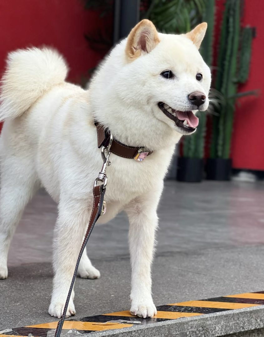 成年纯白日本豆柴找领养❤️母