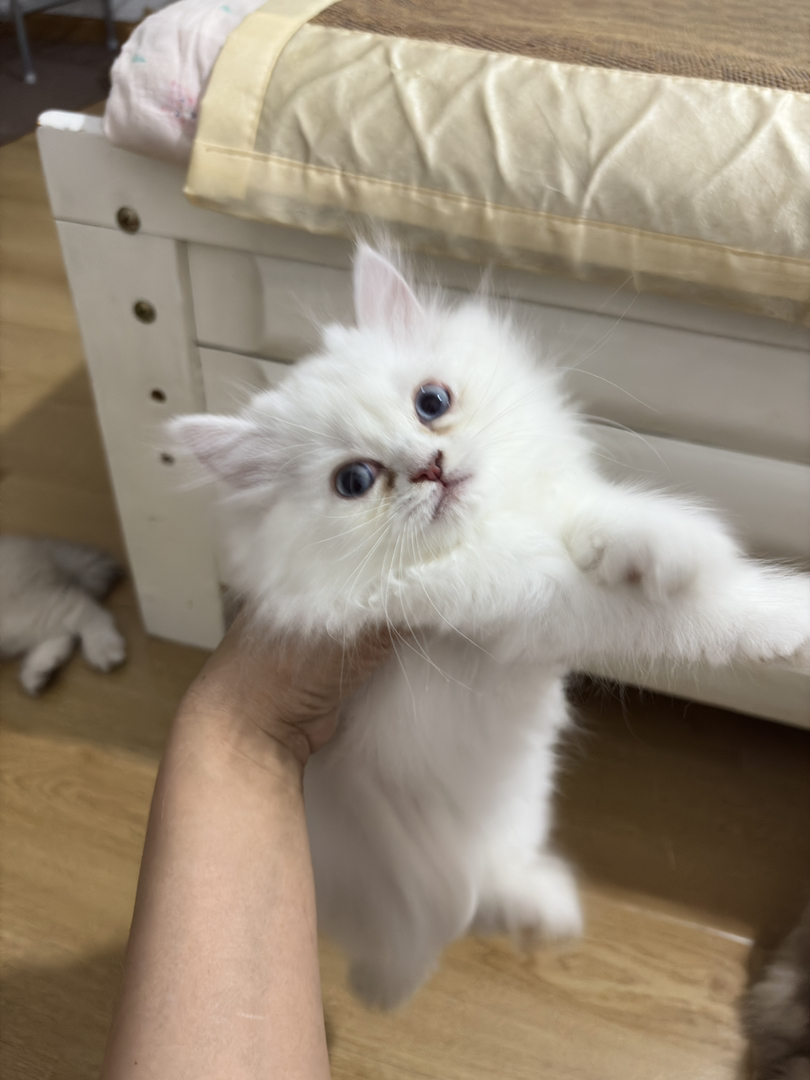 可爱金吉拉小猫，颜值高性格好，温柔小天使