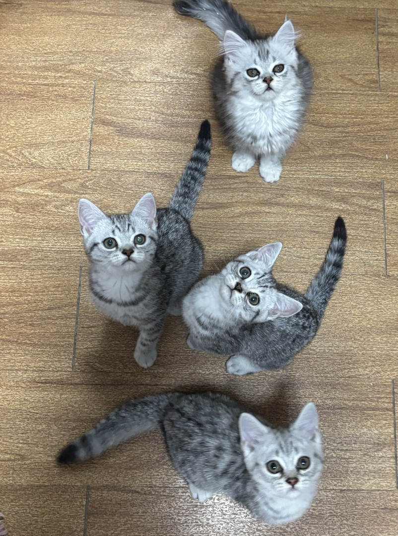 陕西西安肥美小猫找主人啦