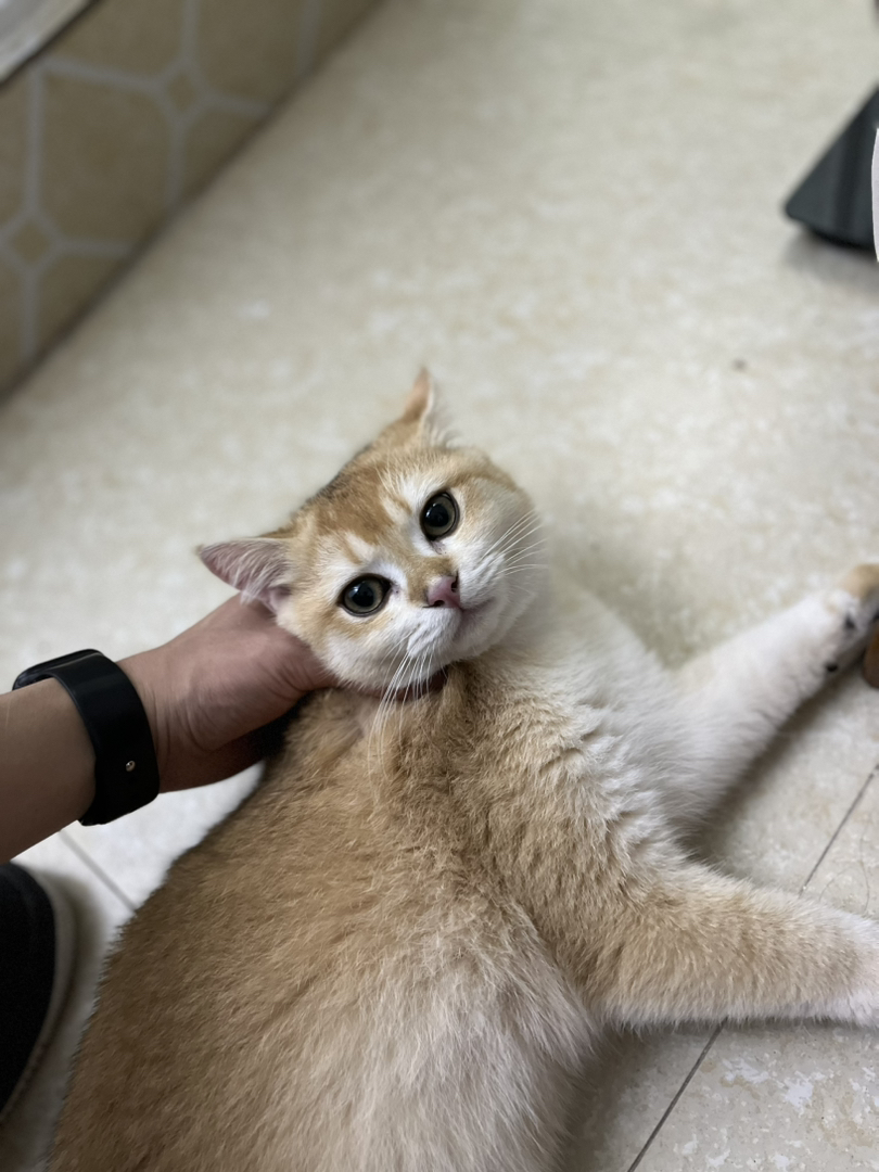 金渐层公猫已绝育三针已打