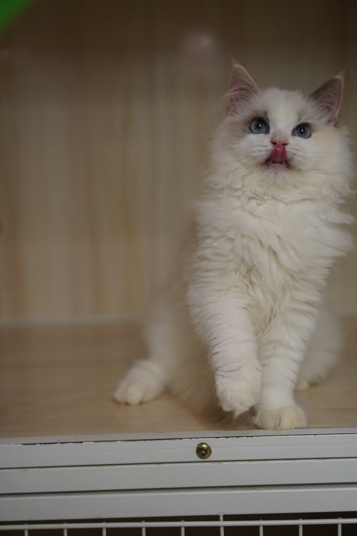 布偶猫