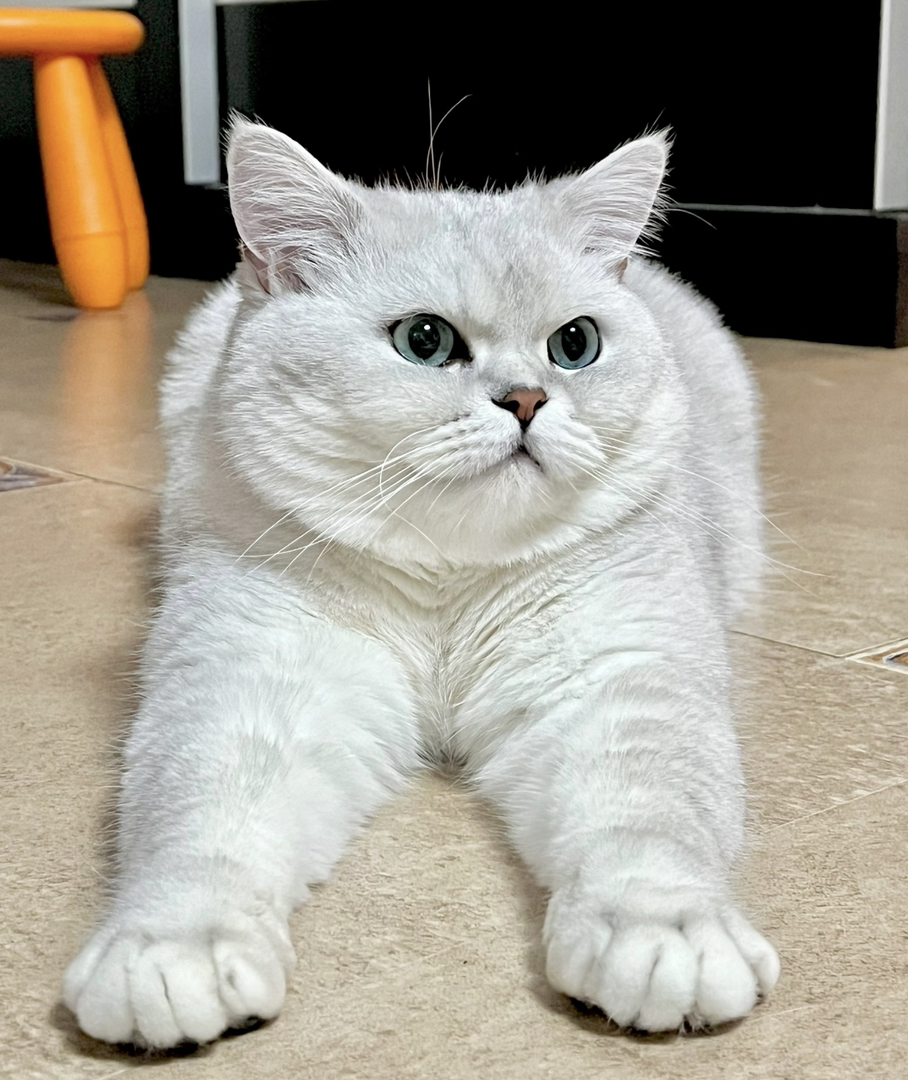银渐层猫咪，圆润可爱，蓝绿大眼，温柔亲人超治愈
