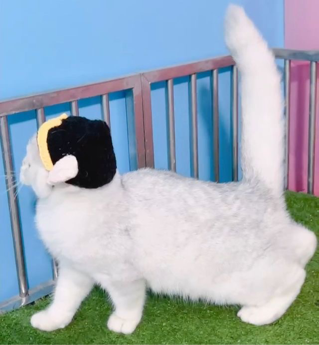 高端双血统银渐层猫咪❤平台推荐❤性格爆表