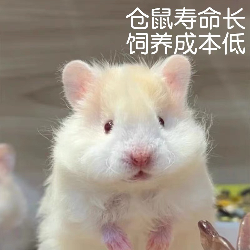 仓鼠❤金丝熊❤