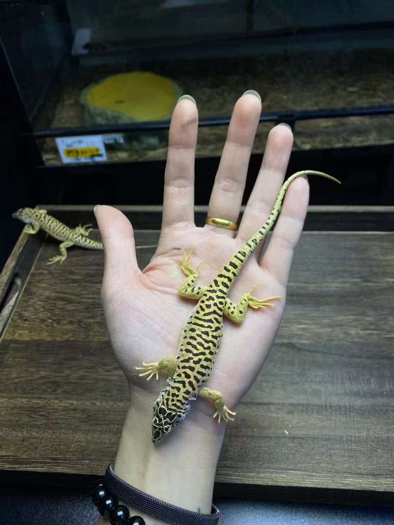 虎纹捷蜥1只