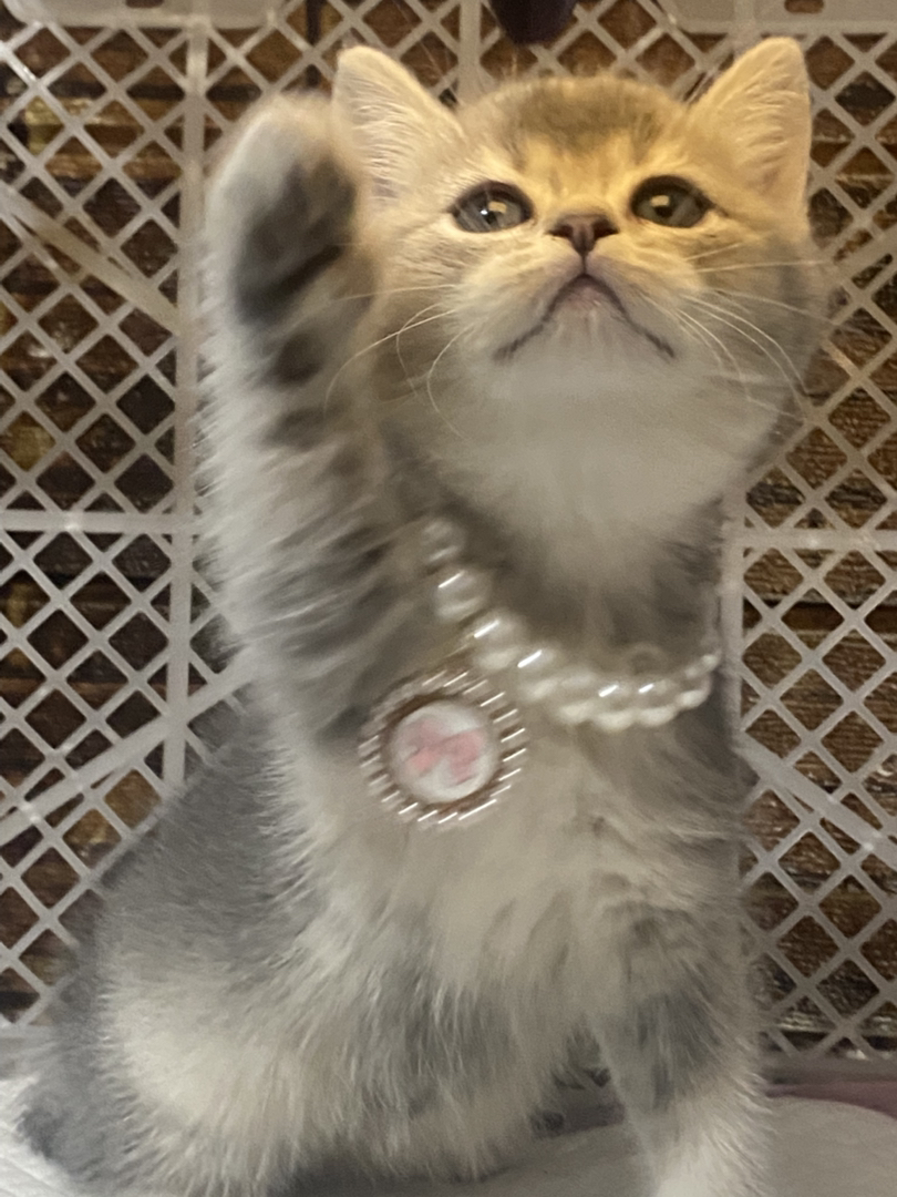 超肥蓝金妹妹～中秋夜出生～无病无藓～包一针疫苗内驱外驱过渡粮～