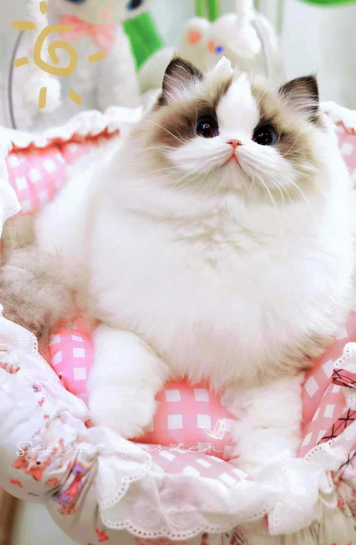 布偶猫宝宝❤平台推荐