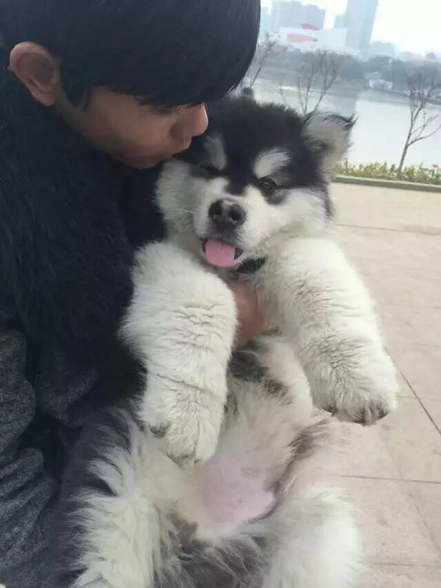 熊版大骨架阿拉斯加