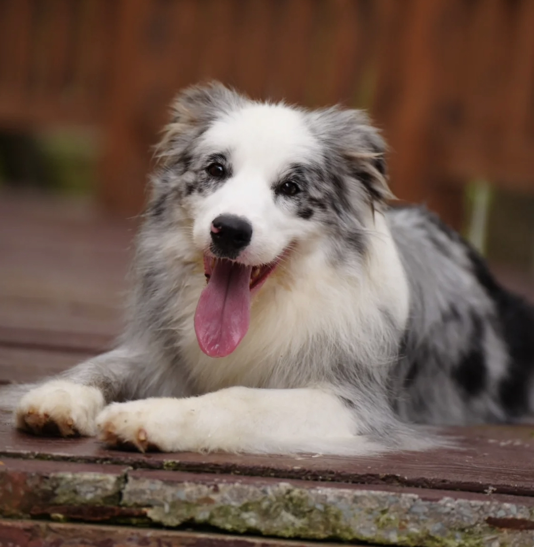 双血统边境牧羊犬❤️平台推荐❤️高端品质