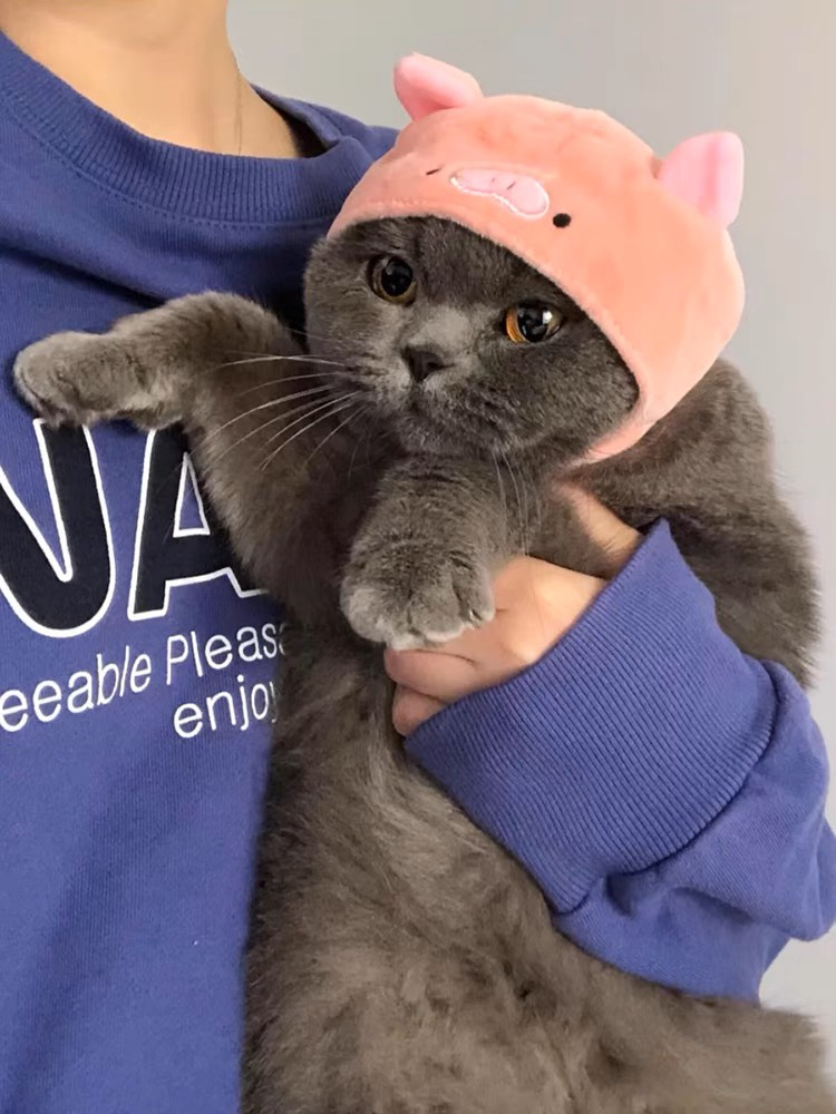 大胖脸蓝猫