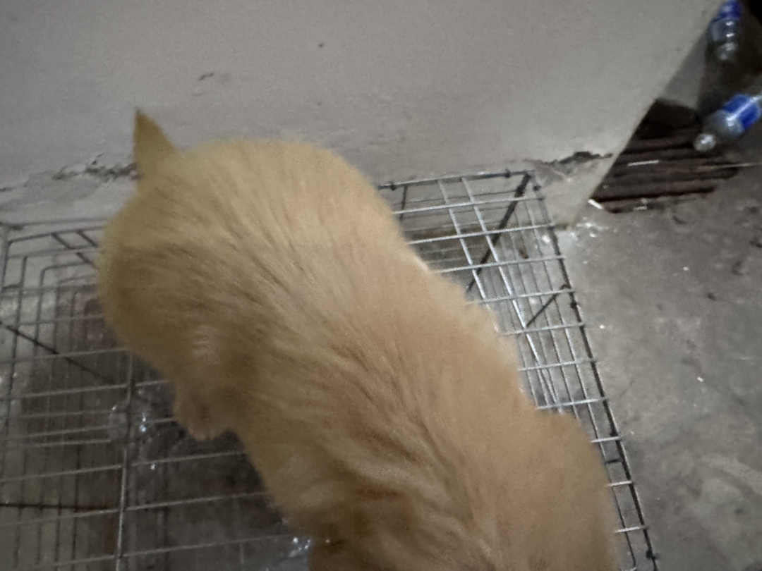 金毛幼犬，可爱活泼，性格温顺，适合家庭养殖