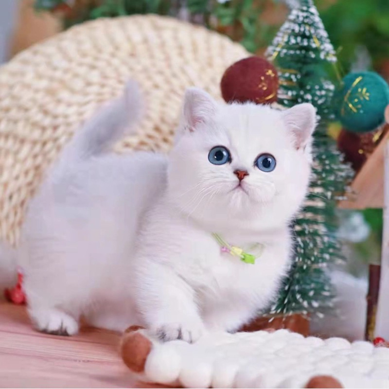 可爱英短猫咪,雪白萌态,大眼灵动,超治愈