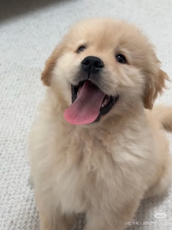 金毛幼犬吐舌卖萌，温顺可爱，最佳家庭陪伴犬