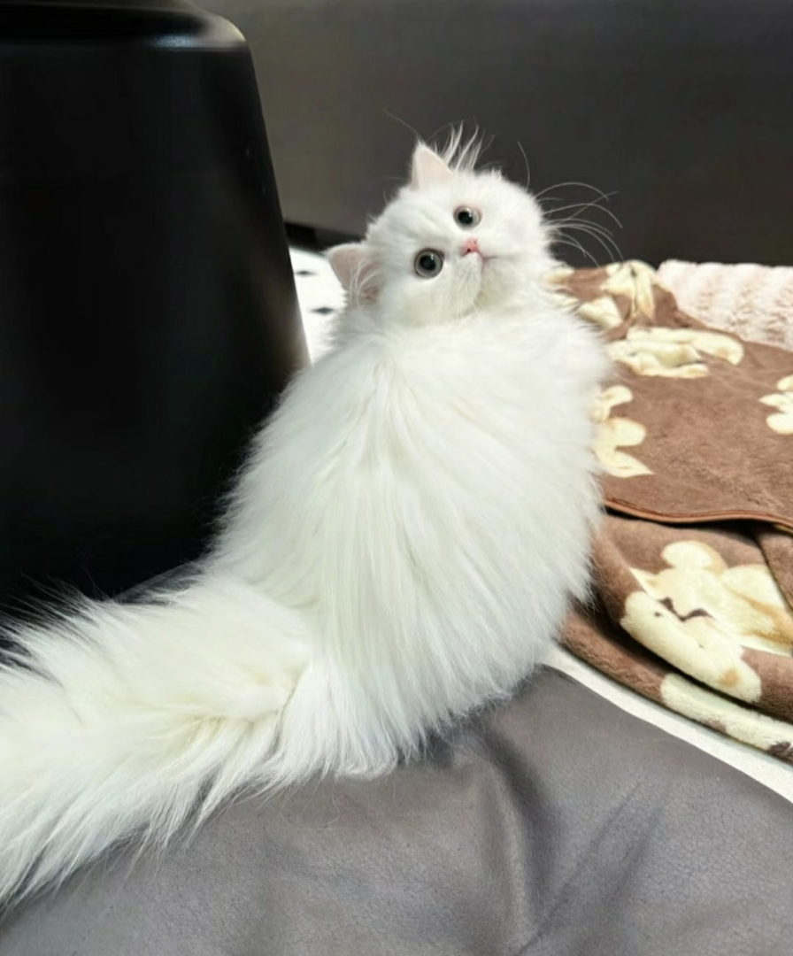 金吉拉仙女猫