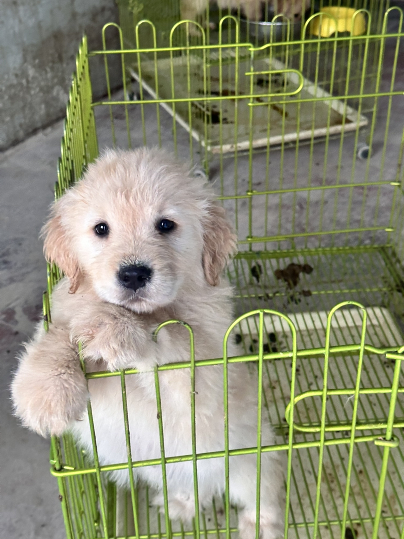 金毛幼犬，可爱活泼，性格温顺，适合家庭养殖