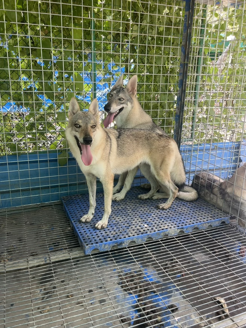 真正的赛级捷克狼犬