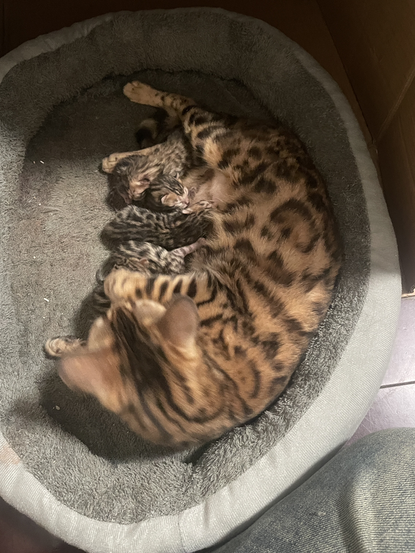 孟加拉豹猫