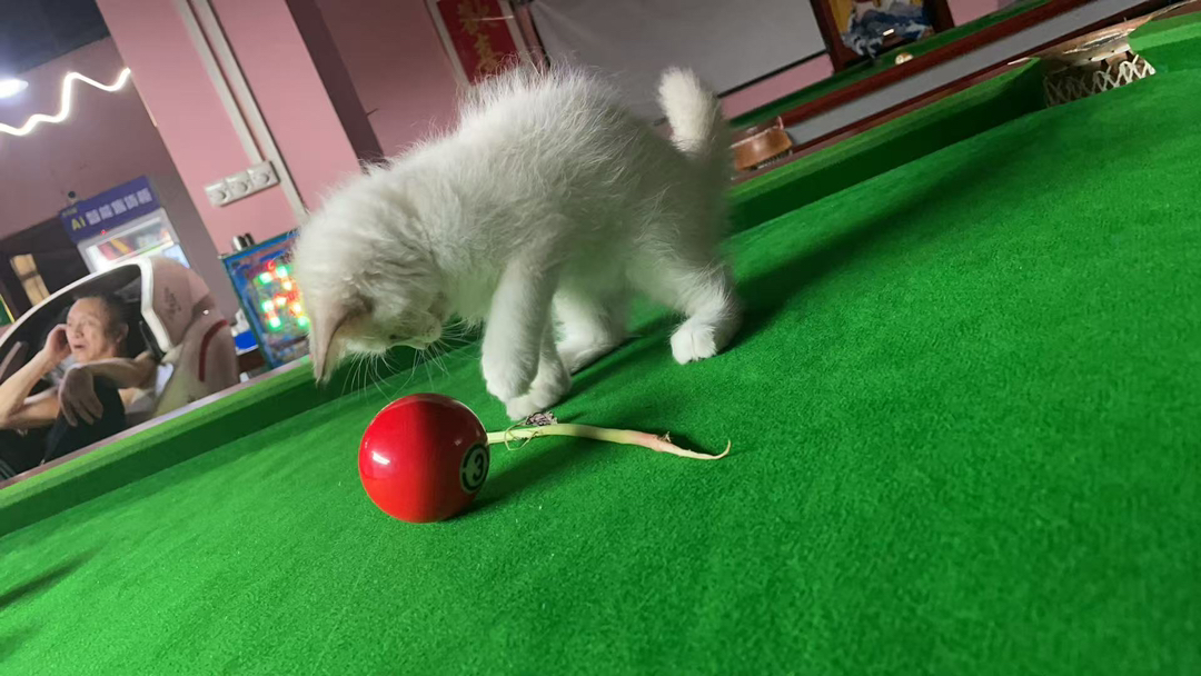 布偶猫
