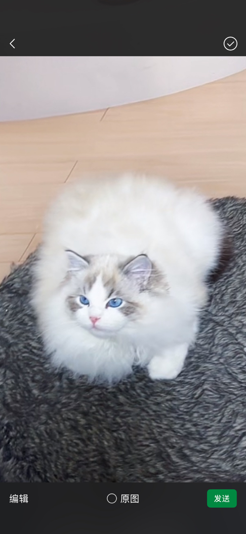 新脸山猫布偶