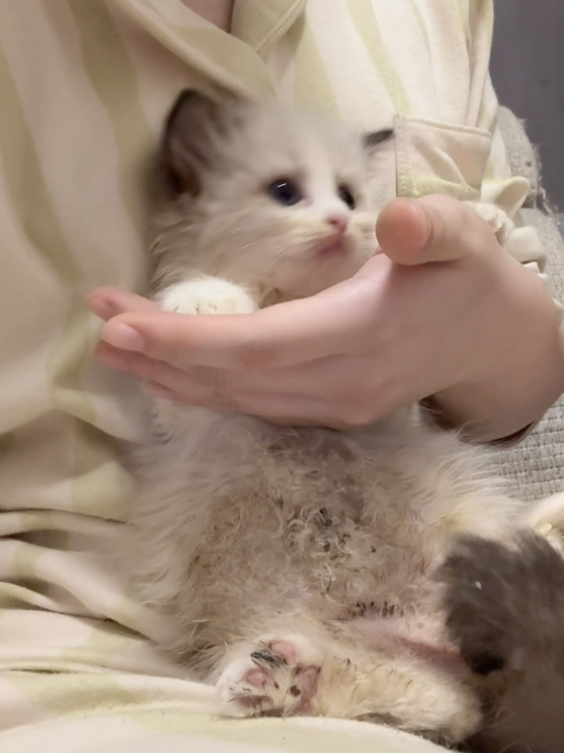 可爱布偶猫幼崽，颜值超高，性格温顺，治愈系萌宠