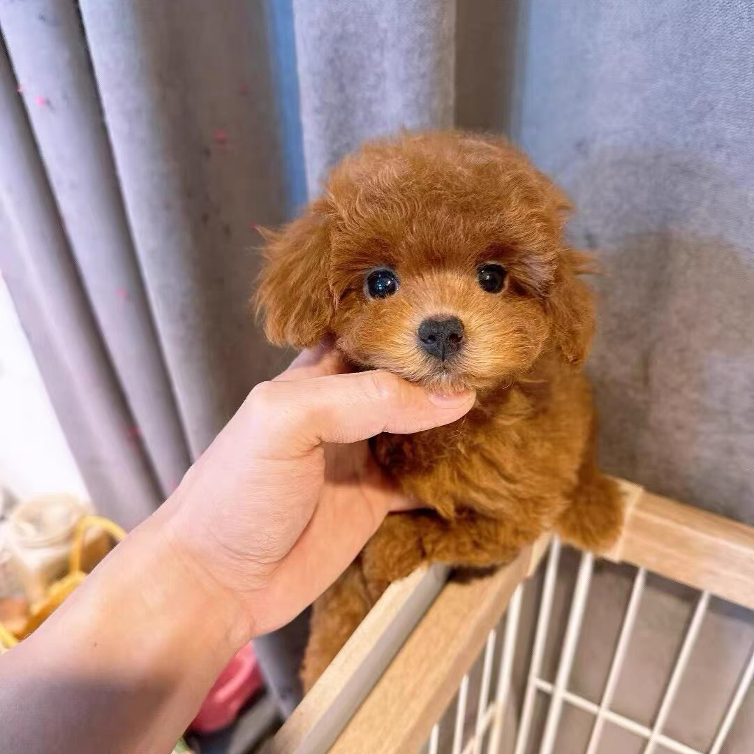 红泰迪,香槟色泰迪。黑泰迪。灰泰迪