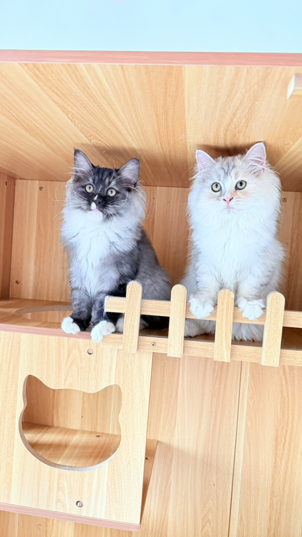 价格可以小刀。处于尴尬期，长开后更好看