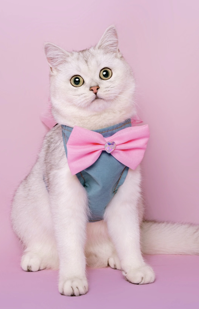 银渐层猫咪,佩戴粉蝴蝶结,颜值高,尽显优雅可爱