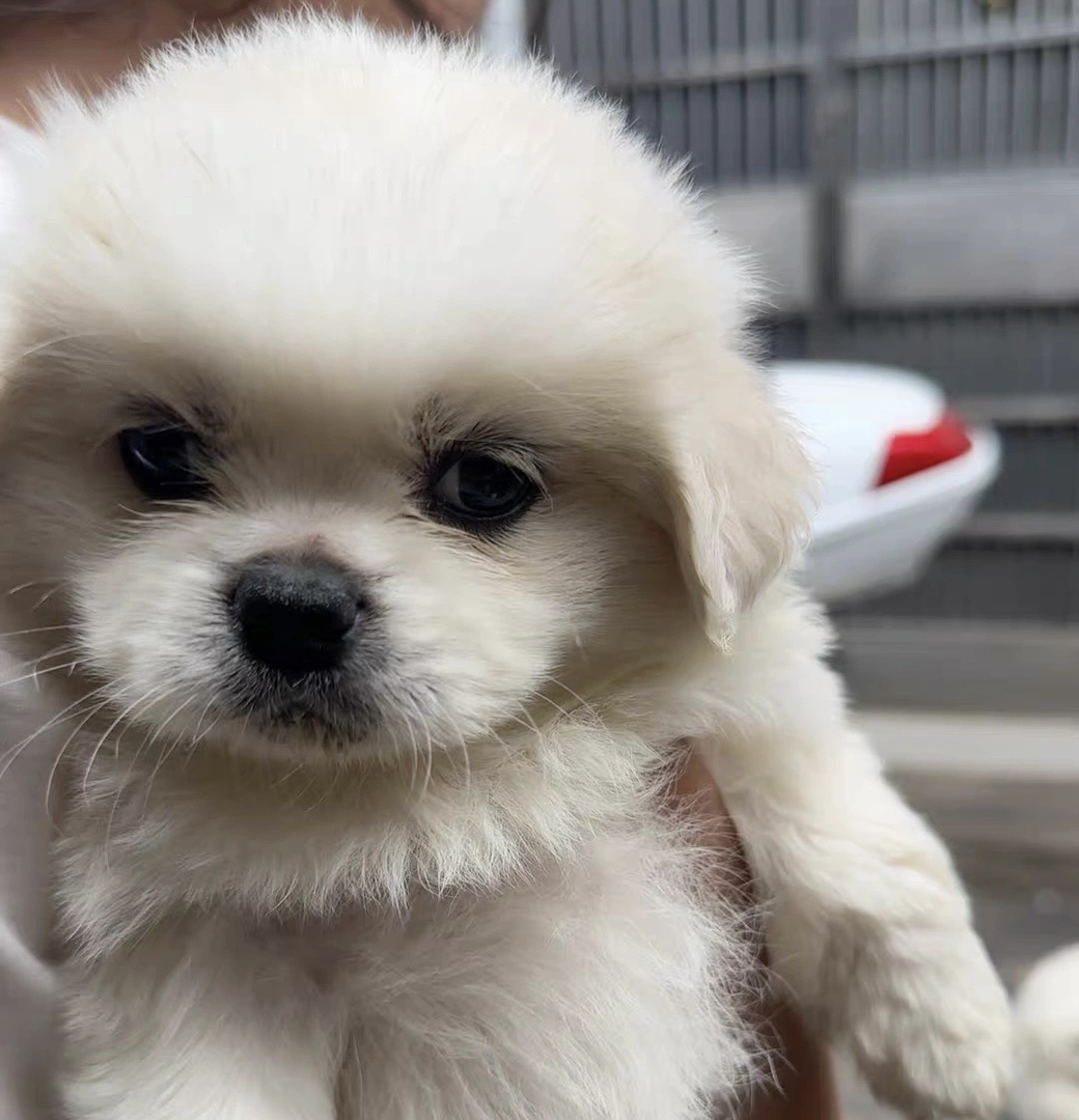 可爱京巴犬幼犬，白色毛发蓬松，憨态可掬惹人爱