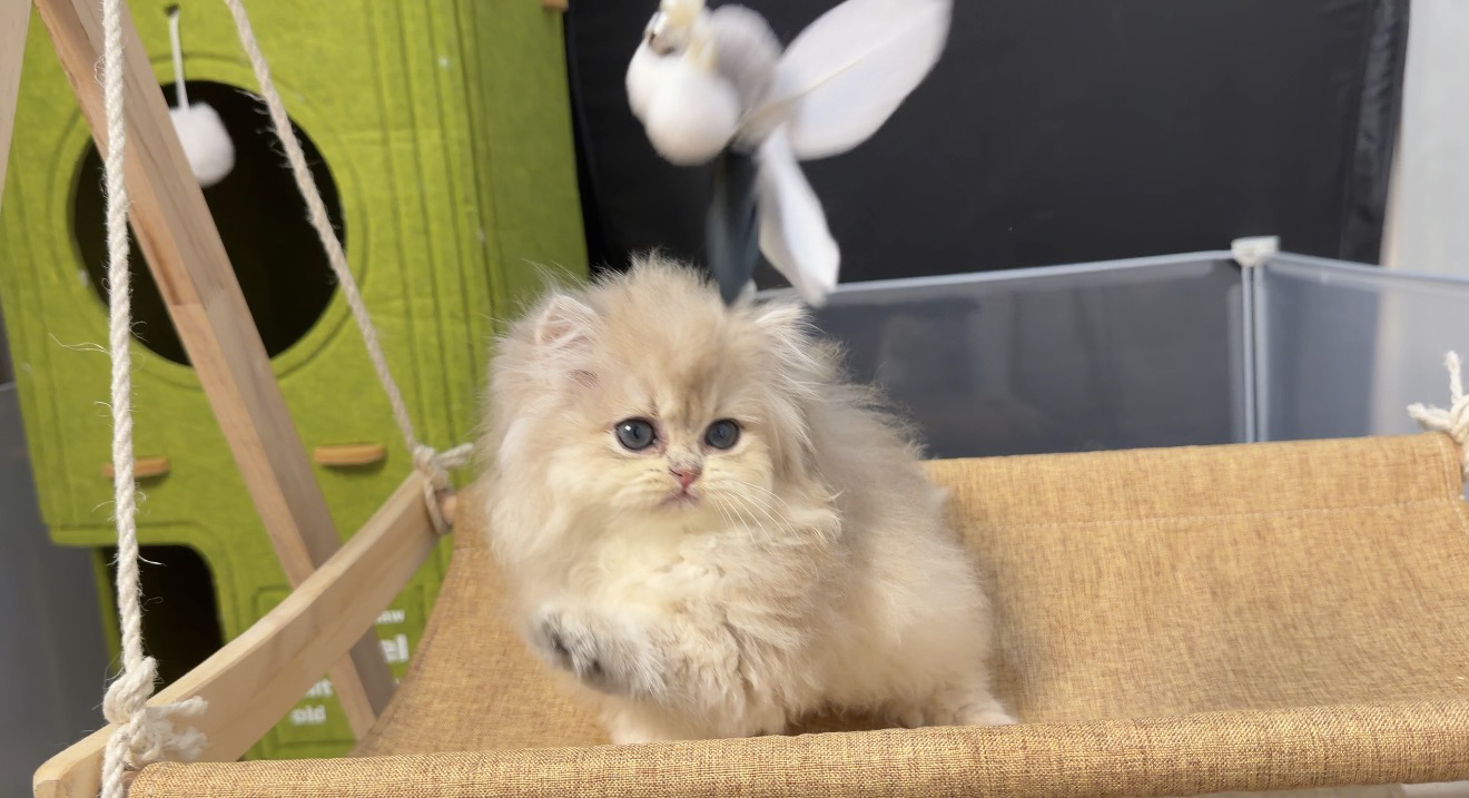 长毛11色蓝金 两只妹妹 两只弟弟